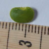 Brachypterum scandens (Roxb.) Miq.